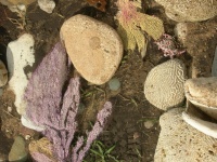 coral on shore.JPG